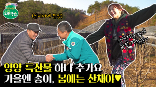 '가시없는 음나무'가 있다? 산채에 진심^^ 20년차 전문가 of 전문가 등장 이미지