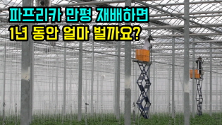 파프리카 키워서 전부 일본에 수출하는 강원도 어느 시골의 30대 청년..수익이 어마어마 하네요...ㄷㄷ 이미지