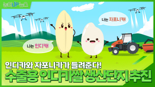 [농어UP뉴스] 인디카와 자포니카가 알려주는 쌀 이야기 이미지